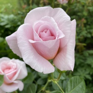 OXFORD PHYSIC ROSE