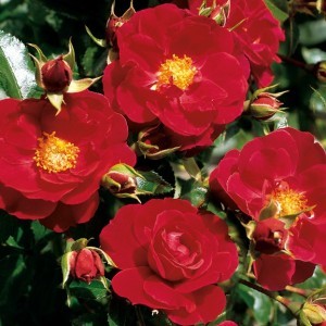 Whartons Garden Roses :: Wholesale Roses :: Brands :: Flower ...