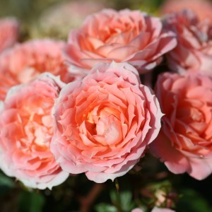 Whartons Garden Roses :: Wholesale Roses :: Brands :: Patio Roses
