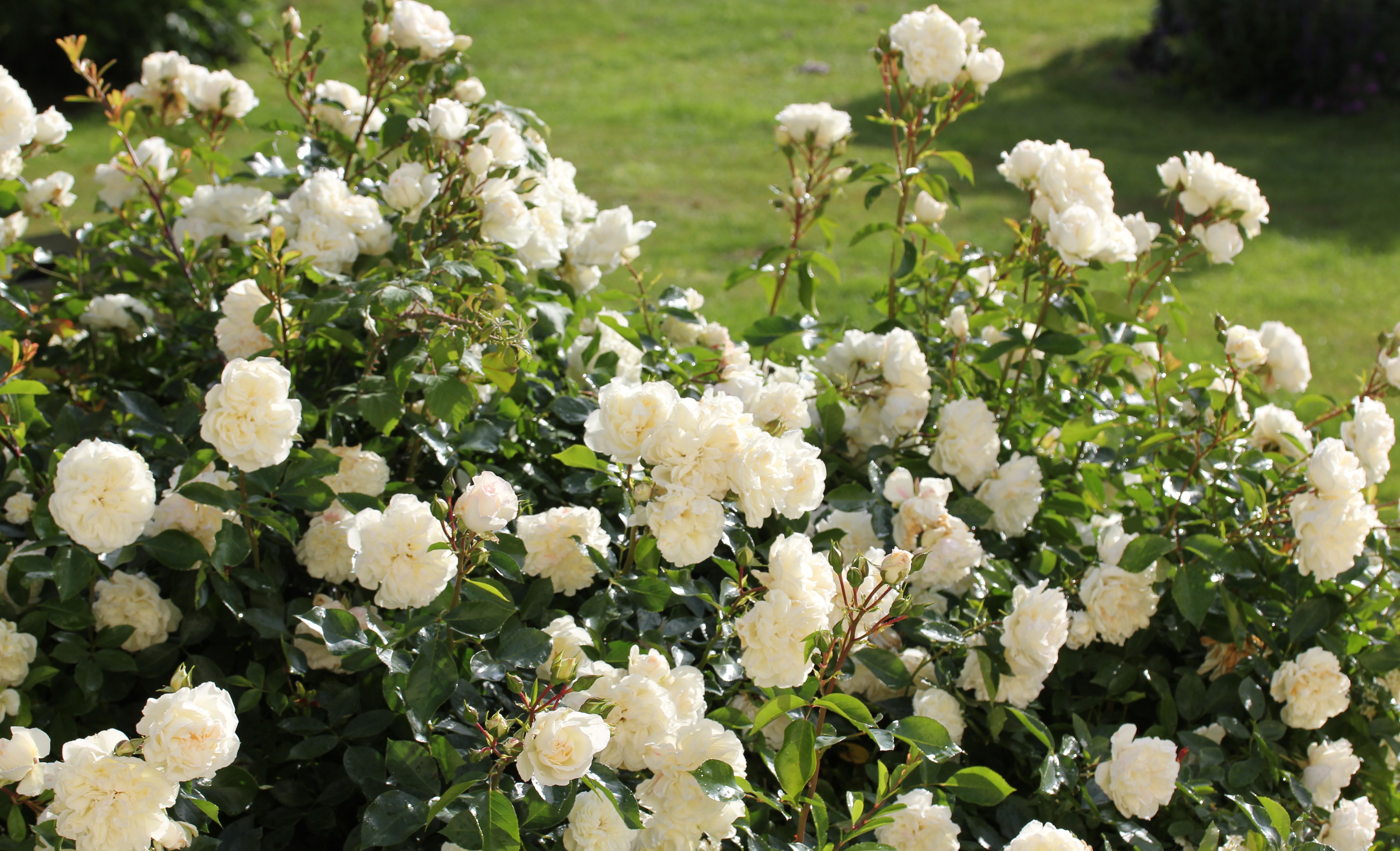 Whartons Garden Roses :: Wholesale Roses :: Whartons Roses | Wholesale ...