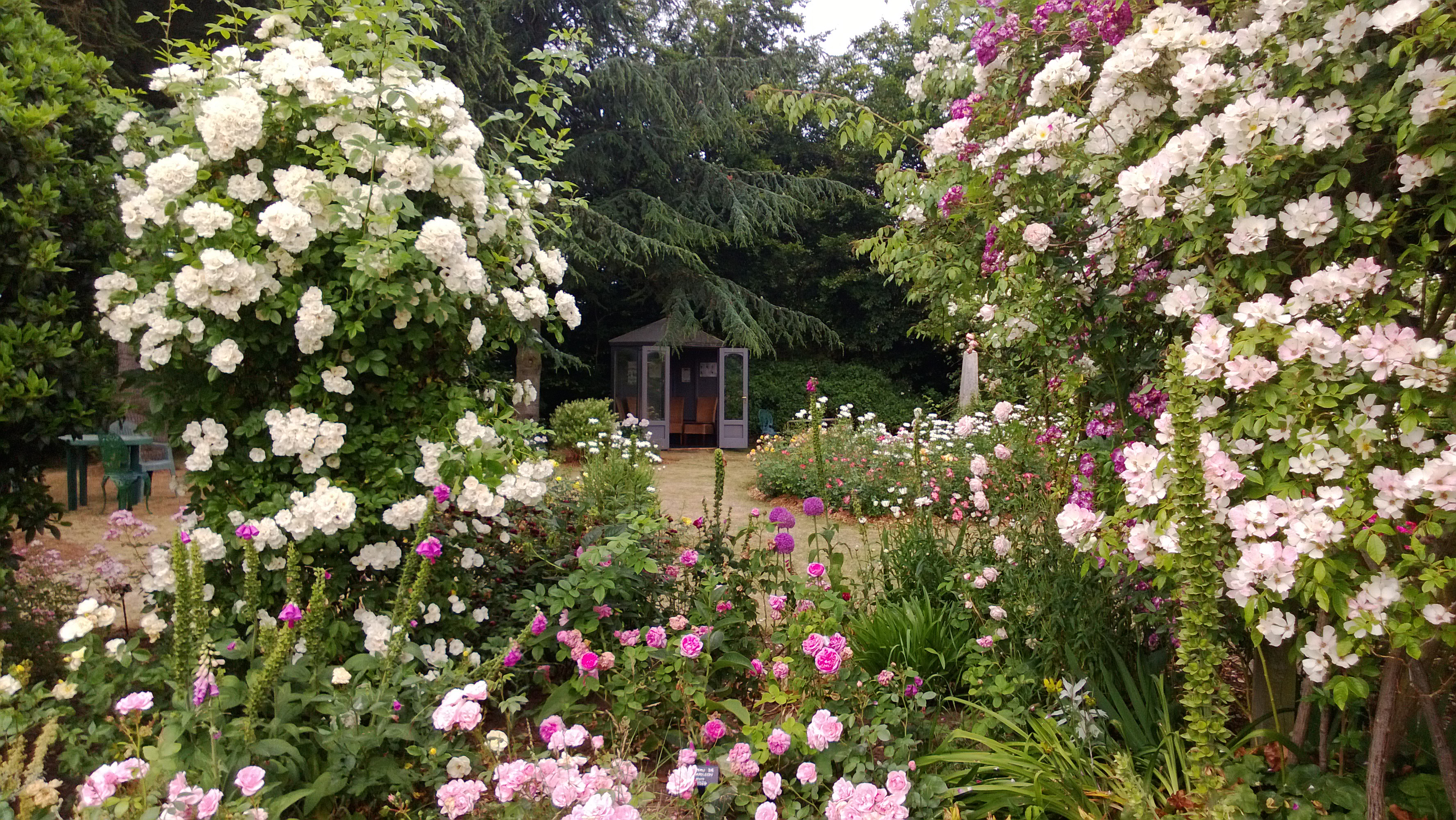 Whartons Garden Roses :: Wholesale Roses :: Whartons Roses | Wholesale ...