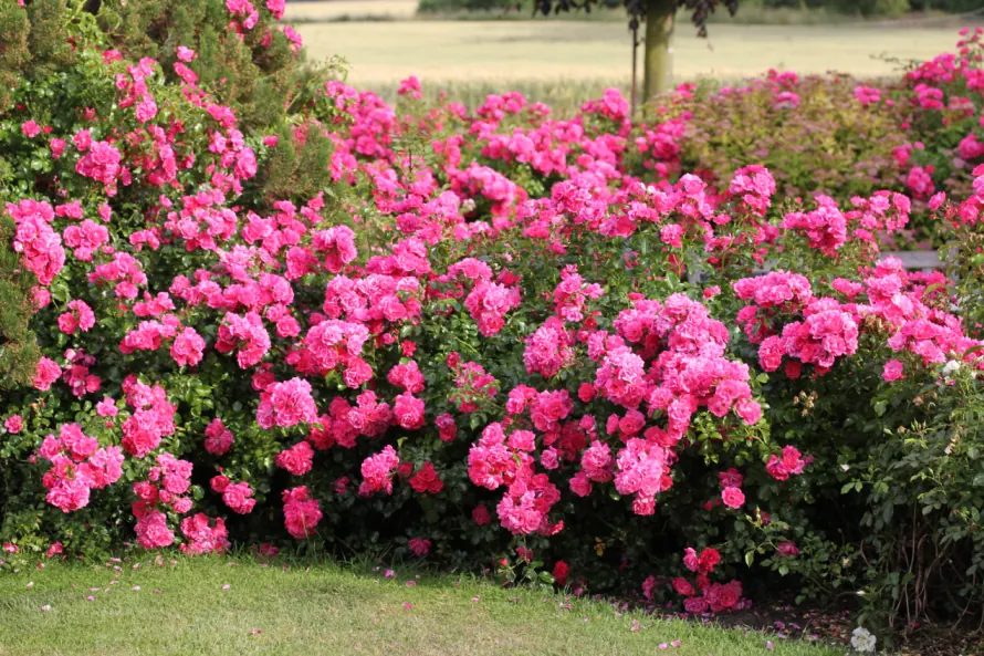 Flower Carpet Pink roses spreading across a border