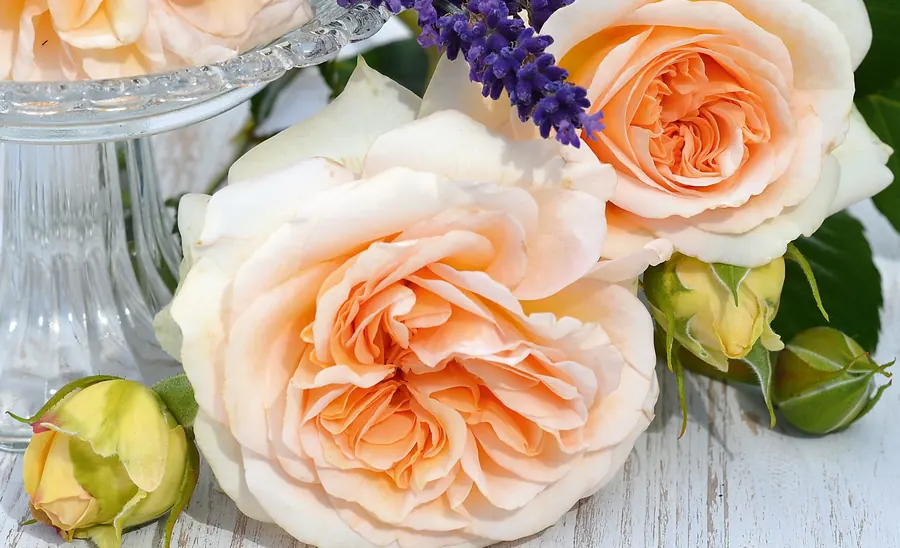 Timeless Cream roses in a glass vase
