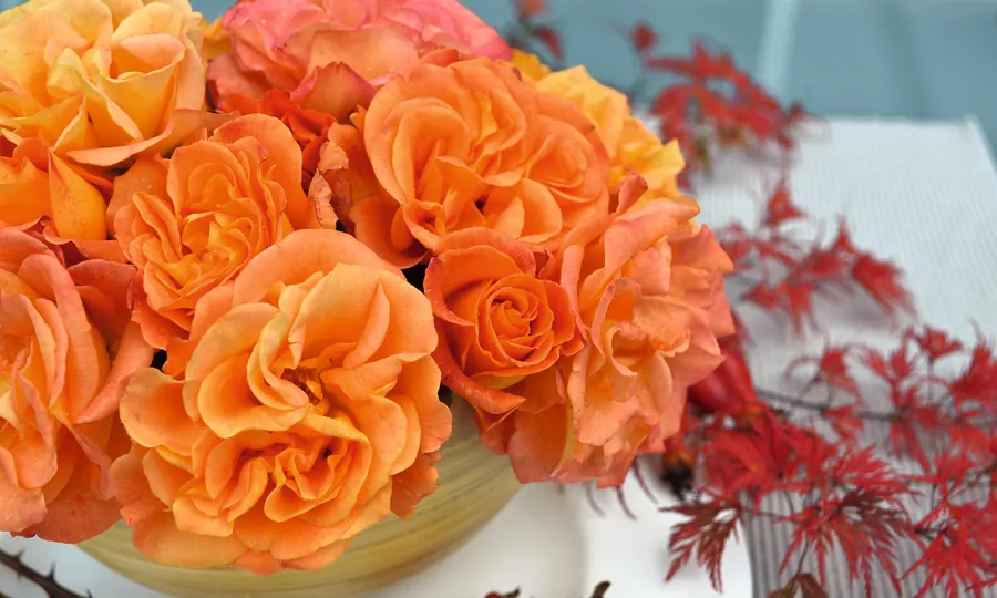Precious Amber roses in a bowl