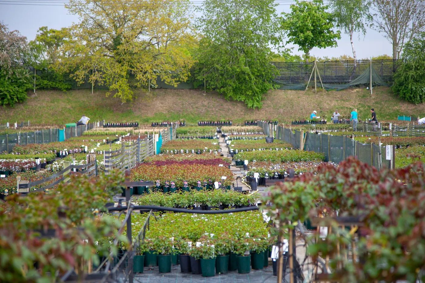 Potted roses on the Weybread container site beside the rose field