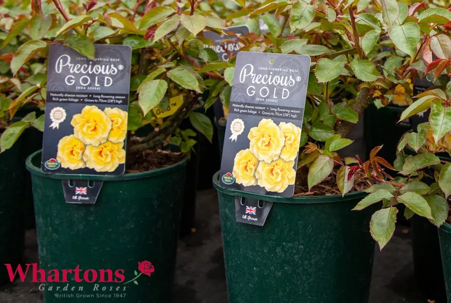 Precious Gold bush roses in recyclable pots with colour labels