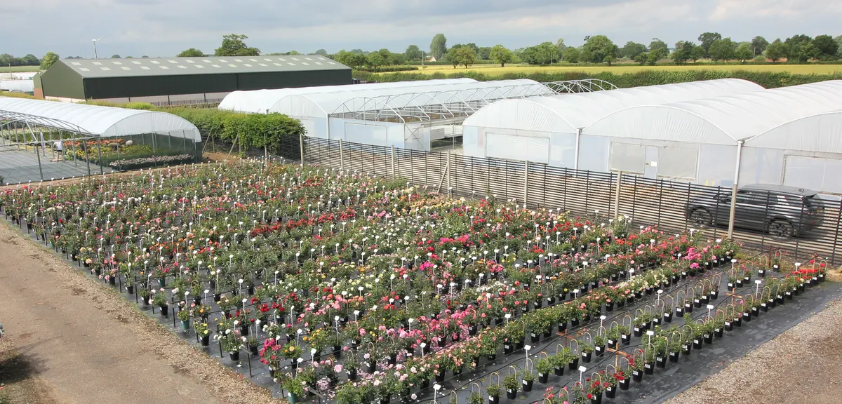 Container trials of roses at South Green