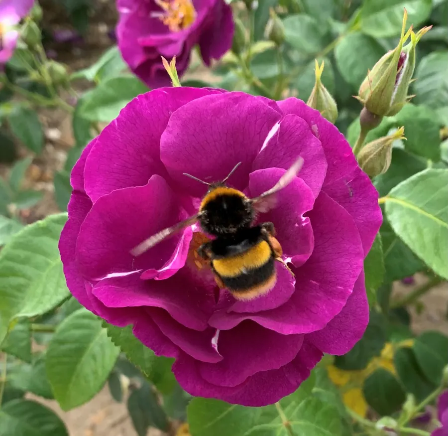 A bumblebee landing on a Rhapsody in Blue rose