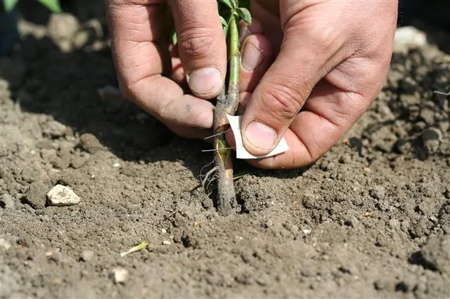 Budding a rootstock by hand in the field