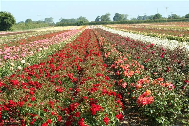 Rows of red and pink roses flowering in the field