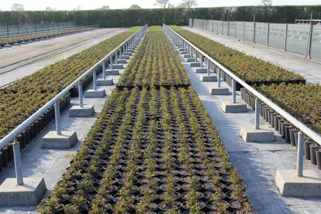 Potted roses set out on long growing beds