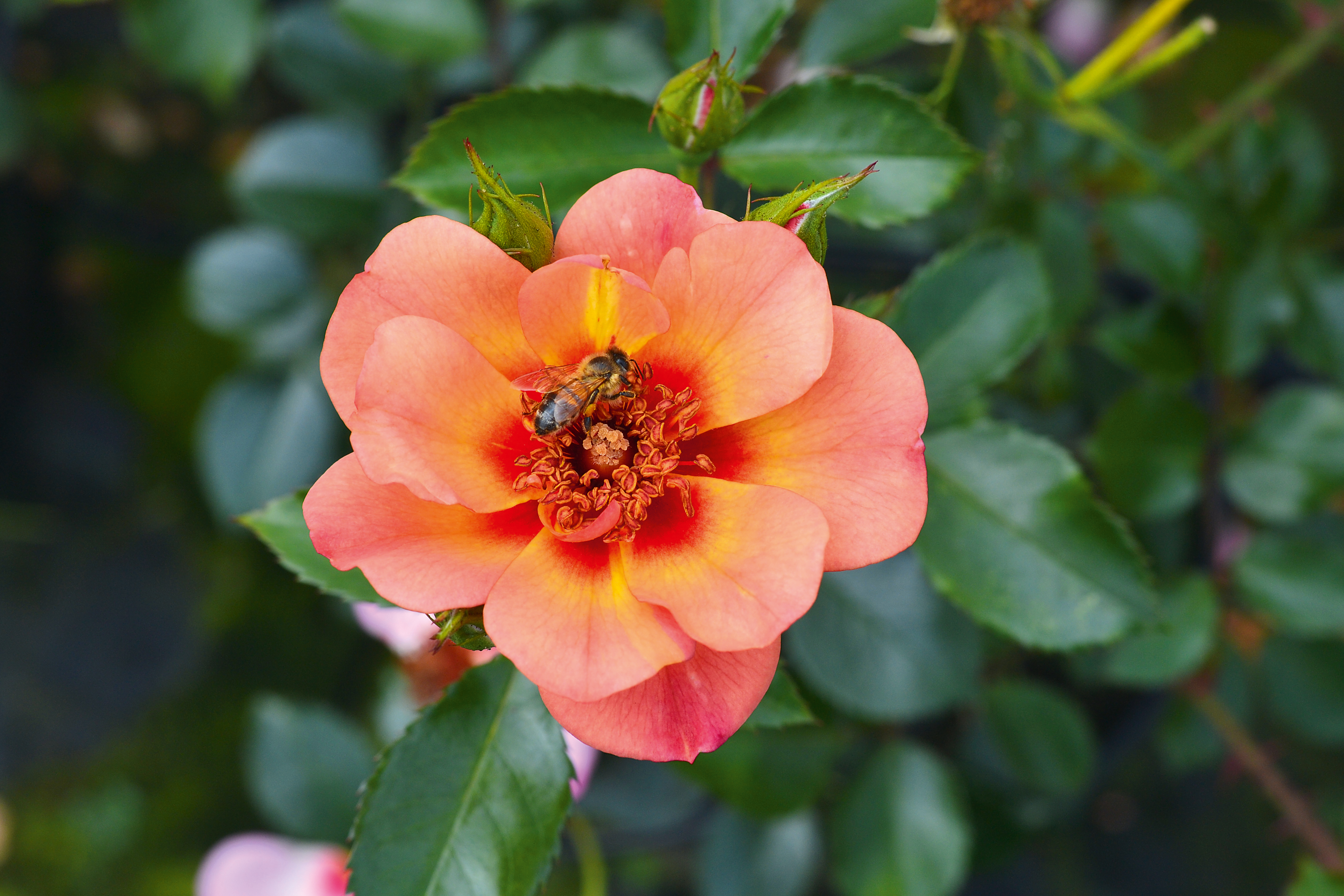 FLOWER CARPET PEACH