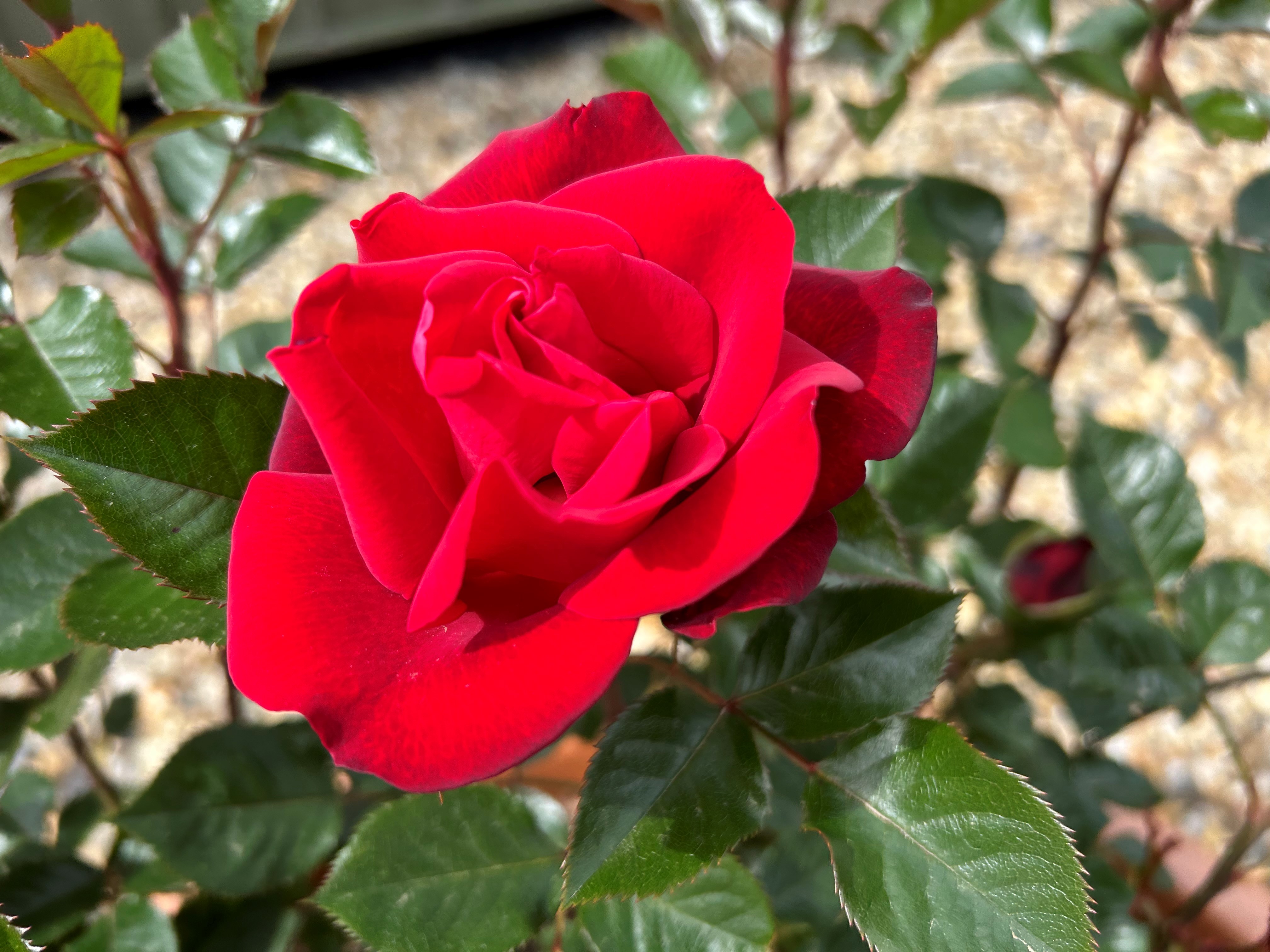 RUBY RED