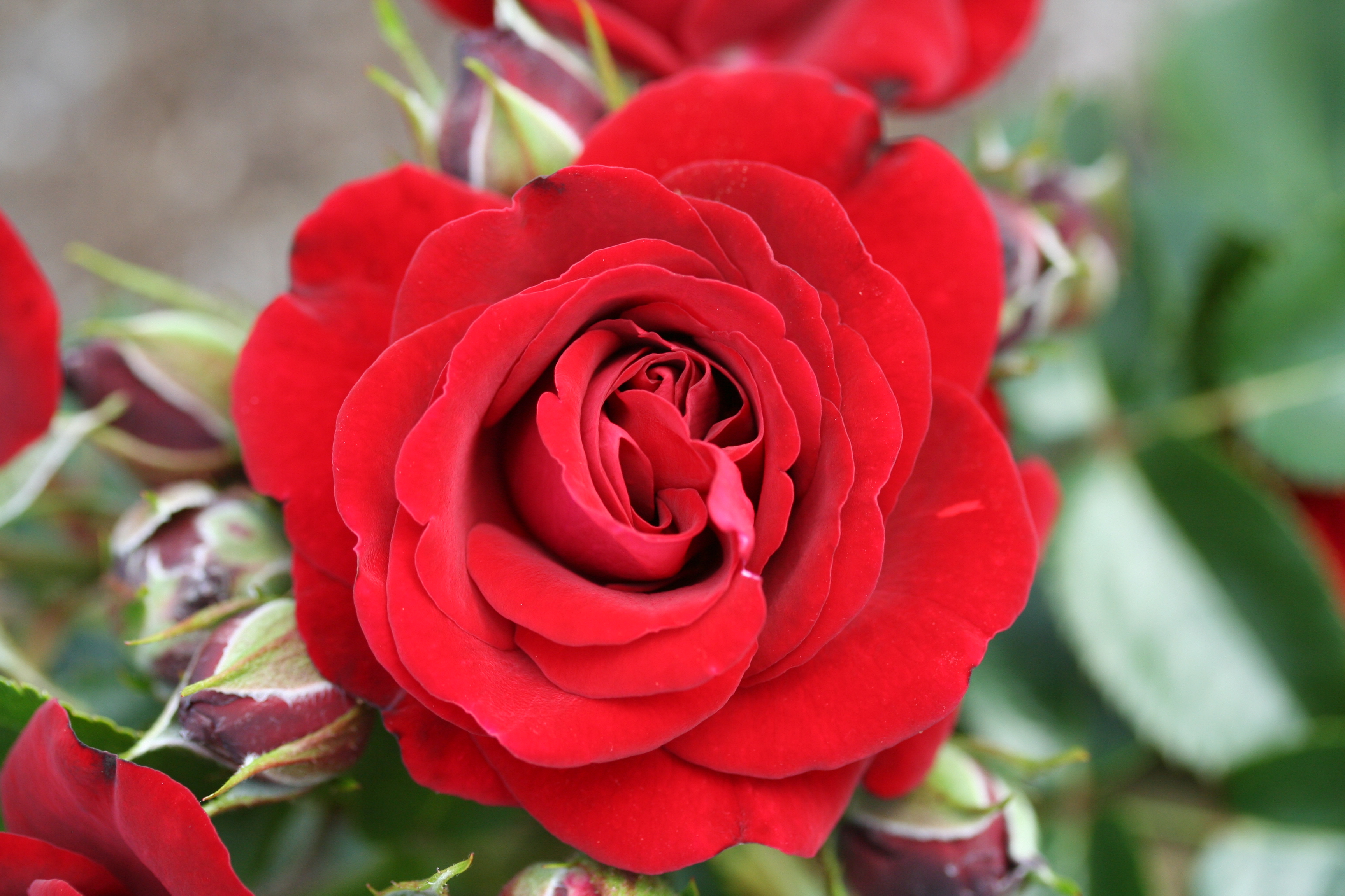 RUBY ROAMANCE