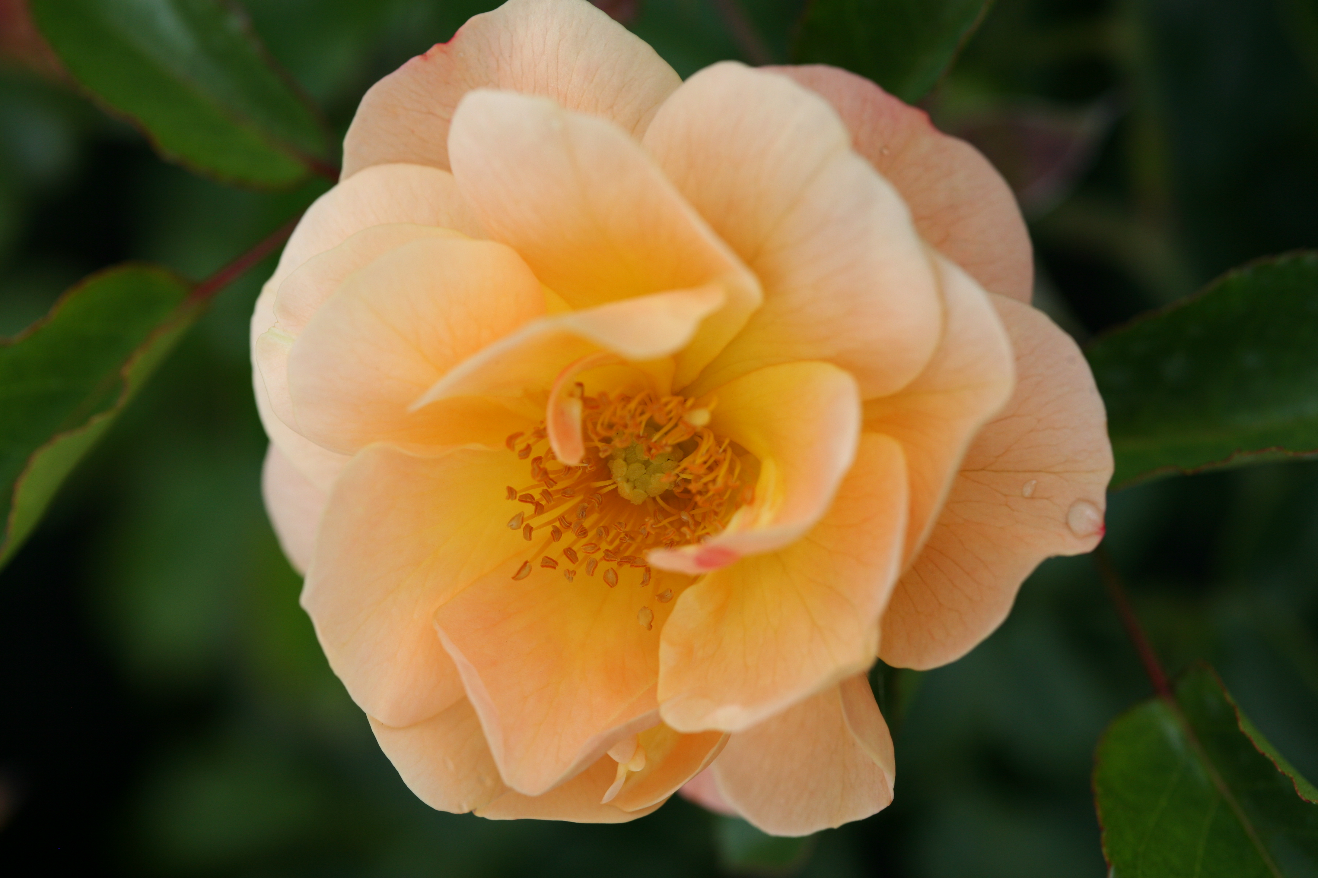 Whartons Garden Roses Wholesale Roses Products Flower Carpet Amber