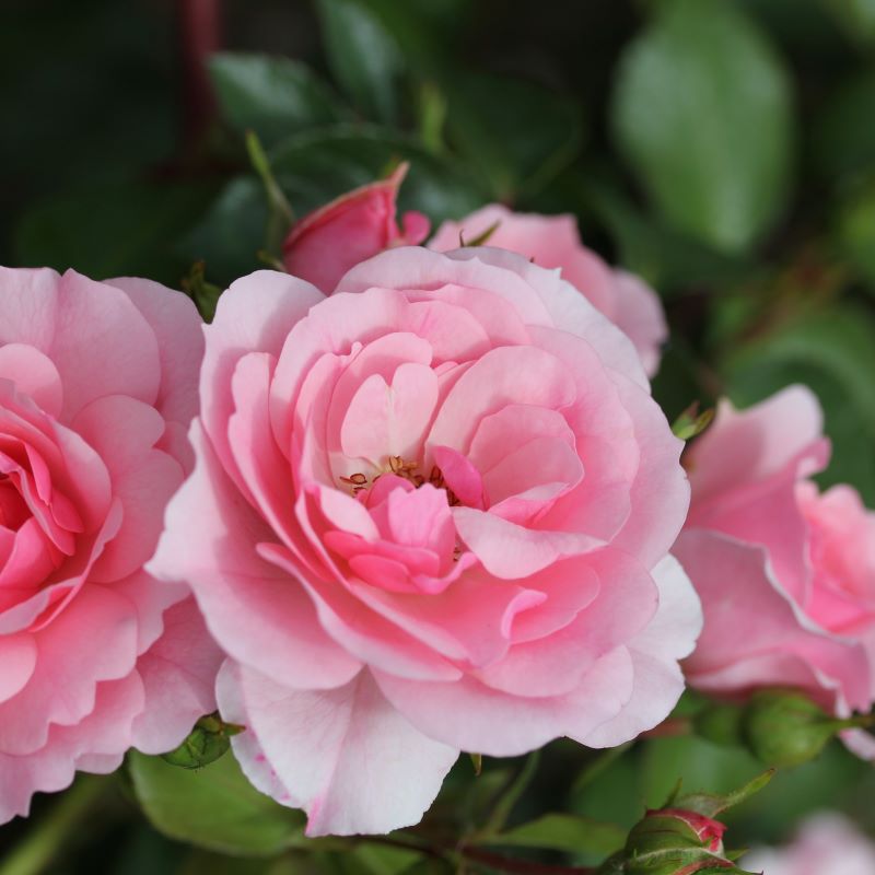 Whartons Garden Roses :: Wholesale Roses :: Roses Breeders Whartons ...