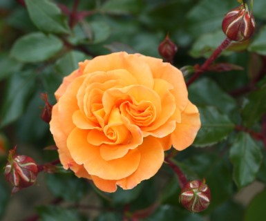 Whartons Garden Roses :: Wholesale Roses :: Precious Roses™ Continuous ...