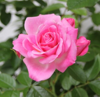 Whartons Garden Roses :: Wholesale Roses :: Patio Roses – not just for ...