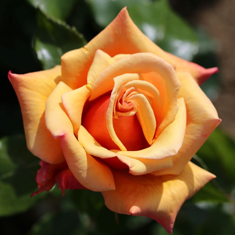 Whartons Garden Roses :: Wholesale Roses :: Roses Breeders Whartons ...